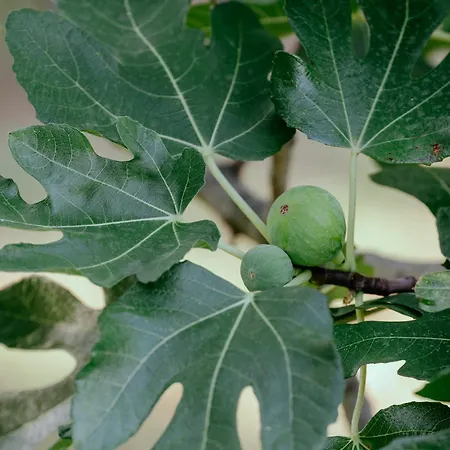 Glamping Bell Tent Robinson
